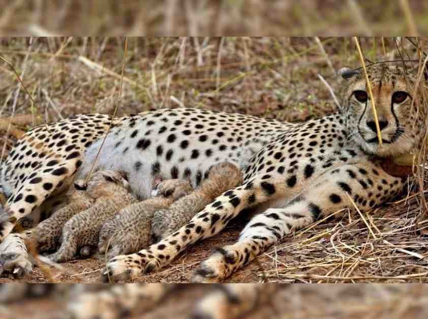 Female Cheetah Gamini births 4 cubs at MP’s Kuno National Park; CM Dr Yadav expresses joy